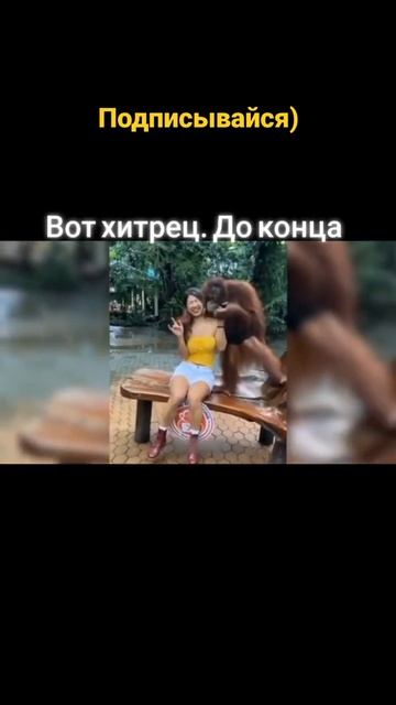вот шалун) #shorts #обезьяны #приколы #смех смотреть онлайн