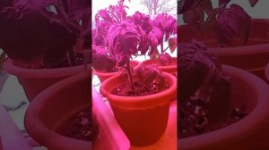 Помидоры "Дубок".