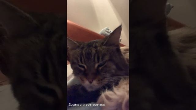 Кошка мурчит, как трактор. Dusinda Cat Purrs. #cat, #mainecoon #catvideos,#к?