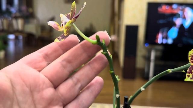 ЦВЕТОНОСЫ У ОРХИДЕЙ 🌸РЕЗАТЬ ИЛИ НЕТ… 🤔( каждый реша? смотреть онлайн