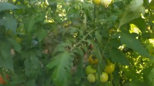 Томат Макан, гибрид фирмы Clause. Очень вкусный и урожайн?