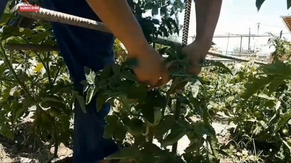 подвязка помидор #томаты garter of low-growing tomatoes #tomatoes #garden