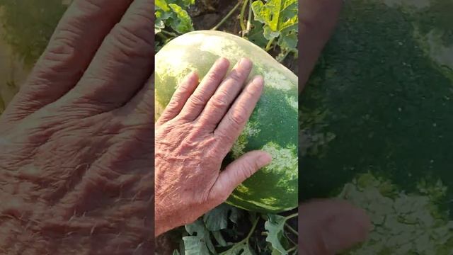 #арбуз #сорт #супер #дыня