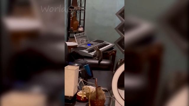 😹 10 минут смеха /Смешные коты 2023 года/ /Лучшие приколы с котами 2023 года🐈 смотреть онлайн