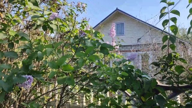 аномалия, сирень зацвела в сентябре. #андрейродионов #?