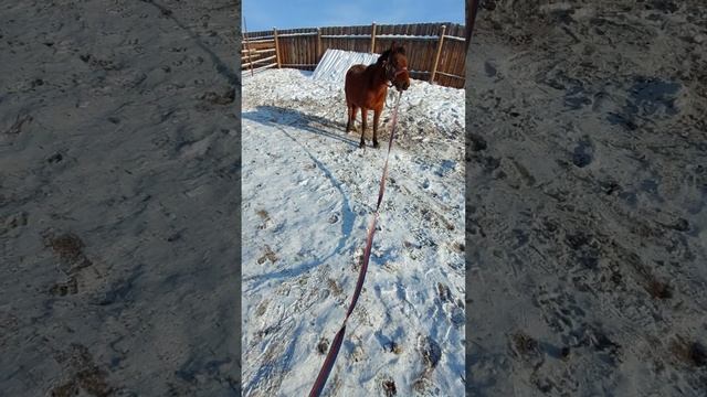 Продолжение ебъездки моей лошадки зовут её Лиза смотреть онлайн
