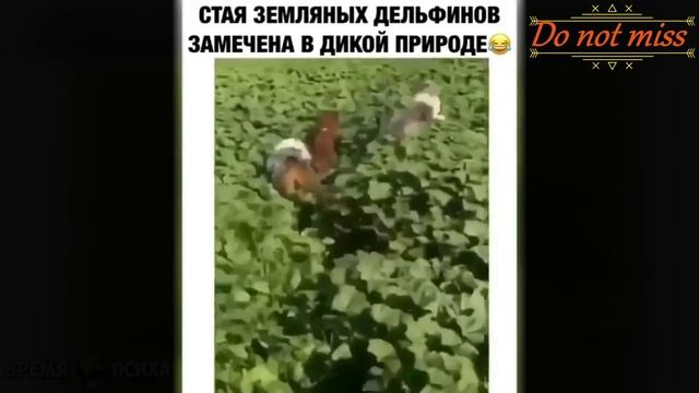 5 минут позитива/Улетное видео 2020/февраль/котики/#3/лучшее смотреть онлайн