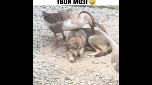 ЛЮТЫЕ ПРИКОЛЫ ЗА ФЕВРАЛЬ 2019 !УГАР ОБЕСПЕЧЕН! #2 смотреть онлайн