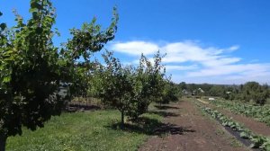 Почему абрикосы гниют на дереве, вас шокирует! 2024