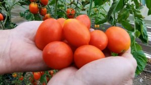 🍅🍅ТОМАТ ПЛАМЯ. Мой обзор сорта