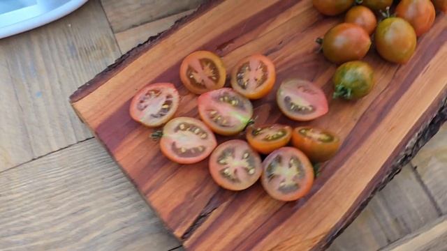 Томат горшочный карлик 30см высотой. Сорт "Lois Baby Tiger". На? смотреть онлайн