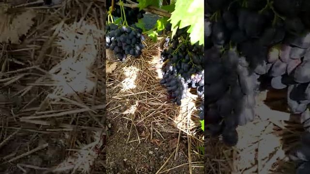 виноград Надія азос! смотреть онлайн