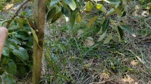 Сорт груші "Дельбарью". Один з кращих осінніх сортів.