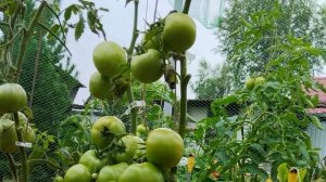 Томат Мамонтенок. Помидоры некуда девать!