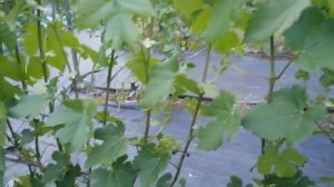 Виноград перед цветением