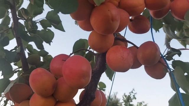 БАРМАТУХА и абрикосовый рай Виктора Неверова. Марафон смотреть онлайн