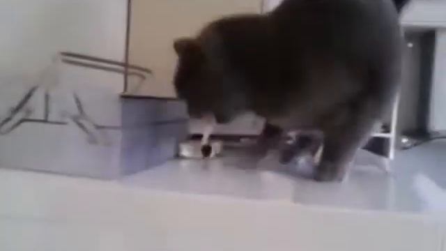 Прикол! Учёный кот ушел курить! смотреть онлайн