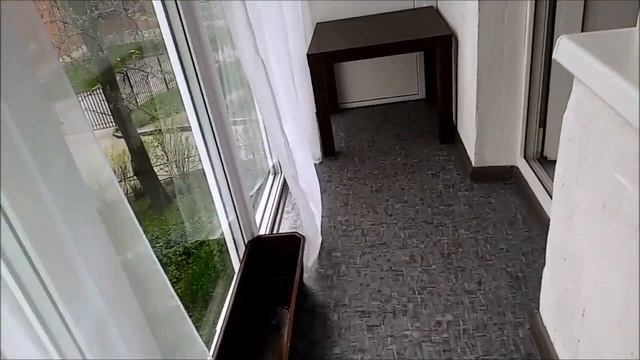 Новые орхидеи: ПОЖАР и красивые БИГЛИПЫ