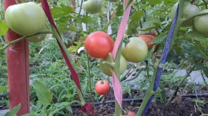 Томат Пинк Клер F1.Обзор и дегустация.