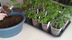 Как простимулировать развитие корней у рассады томат?