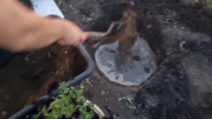 Посадка ели  Кейбаб. 🌲