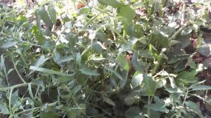 Томат Ладошка