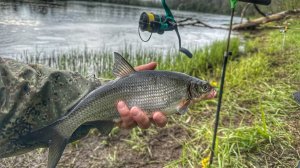 ЛЮТАЯ РАЗДАЧА СЫРТИ НА РЕКЕ ЛУГА | РЫБА КЛЮЕТ НА КАЖДОМ ЗАБРОСЕ | ВЕСЕННИЙ ФИДЕР 2025