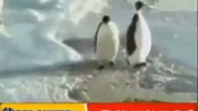 Прикольный пингвин 😂😂😂