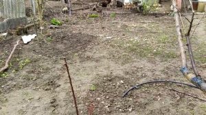 Пропали плодовые почки на абрикосе