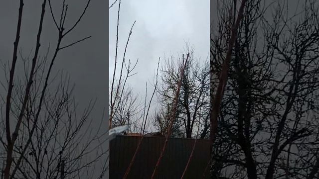 Обрізка абрикоса з результатом в кінці. Обрізка абри? смотреть онлайн