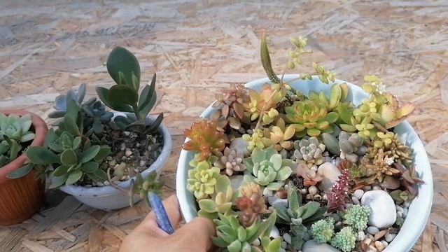 КУПИТЬ ЦВЕТЫ . БОЛЬШОЙ ОБЗОР С ЦЕНАМИ ! Излишки комнатн