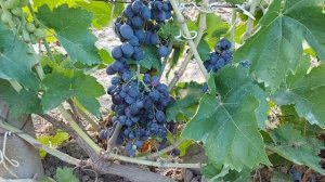 Красное пламя (селекция Калугина В.М.)