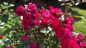 Почвопокровная роза «Гартнерфройде (Gartnerfreude) - супер м?