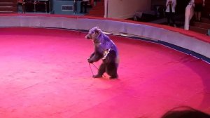 Цирковой номер с медведем. Цирк «Корона»