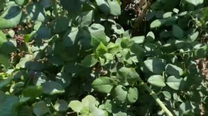 Роза Мариетта , ароматная красавица 😍