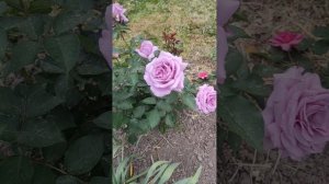 super 👍👍👍rose Love Song, second year#   неймовірної краси троянда ?