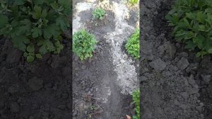Подкормка хризантемы мультифлора.  #хризантема #хриза?