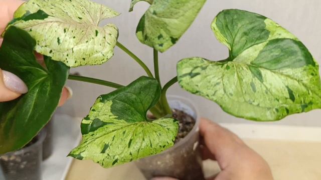 Излишки цветочков на 26 апреля 2025г