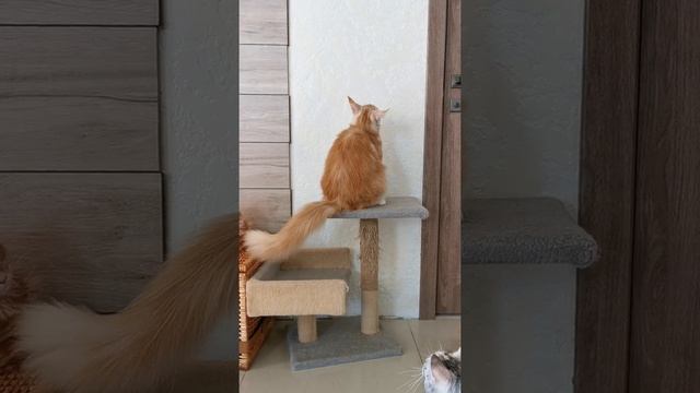 Смешные коты мейн-кун