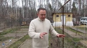 Когда открывать виноград весной