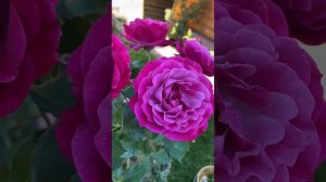 Моя прекрасная Блю Иден. Blue Eden, Wild Blue Yonder