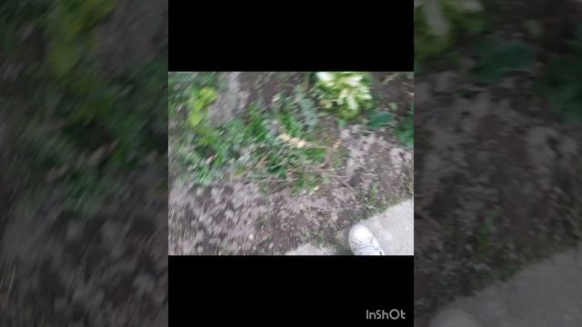 Цветники в конце мая.mp4 смотреть онлайн