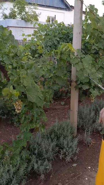 Обзор смотреть онлайн