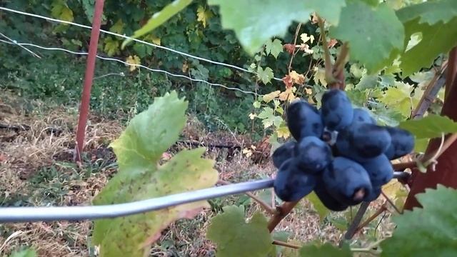 Гф Дон Жуан селекции Калугина В. М.