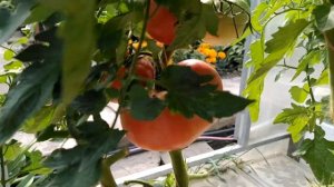томат 🍅,, Пинк парадайз,, обзор