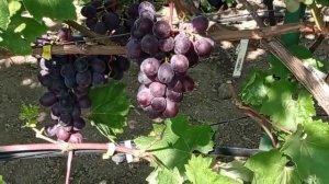 @Морозостійка Семушка, мускатний виноград що підкоряє