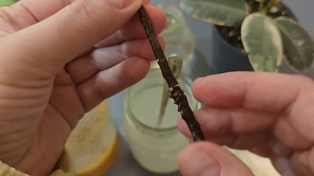 Самый простой способ укоренить любой черенок! Черенкование любых черенков от роз до винограда! смотреть онлайн