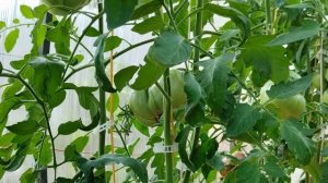 Томат Углерод. Пряный и сладкий!