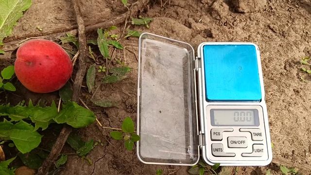 Абрикос Бержерон смотреть онлайн