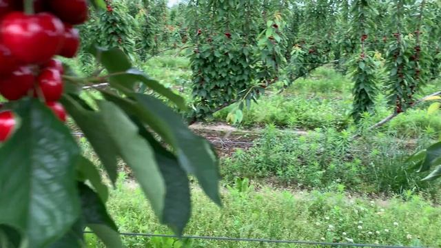 @Черешні Самміт,цей рік на два тижні раніше.